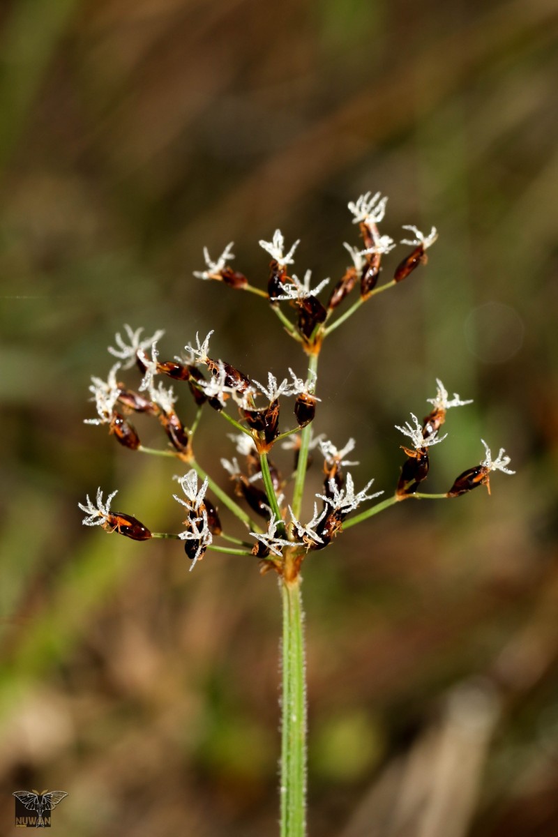 Fimbristylis salbundia (Nees) Kunth